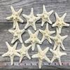 Real Starfish | 12 Real White Knobby Starfish 2" to 3 1/2" | Plus Free Nautical eBook by Joseph Rains view 2