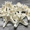 Real Starfish | 12 Real White Knobby Starfish 2" to 3 1/2" | Plus Free Nautical eBook by Joseph Rains view 3