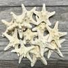 Real Starfish | 12 Real White Knobby Starfish 2" to 3 1/2" | Plus Free Nautical eBook by Joseph Rains view 4