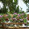 GTIDEA 2Pcs Artificial Vines,15Feet Morning Glory Hanging Plants Silk Garland Fake Green Plant Home Garden Wall Fence Stairway Outdoor Wedding Hanging Baskets Decor Purple view 3