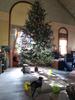 Goliath Welded Steel Christmas Tree Stand for Live Trees 8 to 16 Foot view 3