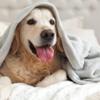 Vellux - C106247 PLUSH BLANKET BY VELLUX - King, Heavyweight, Micromink, Warmest, Bedspread, Pet-Friendly, Bed, Bedspread, Winter - Tornado Grey view 4