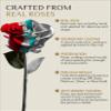 Forever Rose Real Rose Dipped in Silver, Handcrafted Preserved Rose in Luxury Gold Gift Box, Romantic Gift for Her, Elegant Keepsake for Anniversary, Valentine's Days or Birthday. view 2