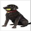 Black Labrador Retreiver Lab Tennis Ball Dog Flour Sack Cotton Kitchen Dish Towel - 30" x 30" Mary Lake Thompson Design view 1