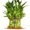 jmbamboo-Three Tiered Lucky Bamboo Arrangement Elephant Vase Favor view 2
