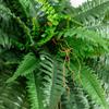Nearly Natural 40in Hanging Artificial Fern Plant, Set of 2 - Realistic Silk Plant, Faux Greenery For Home Living Room Decor Natural Look Low Maintenance view 2