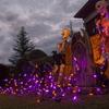 Wintergreen Lighting 70 Purple and Orange Mini LED Halloween Icicle Lights, 7 ft Black Wire Indoor/Outdoor Commercial Grade Party, Yard Decor & Outdoor Decorations view 4