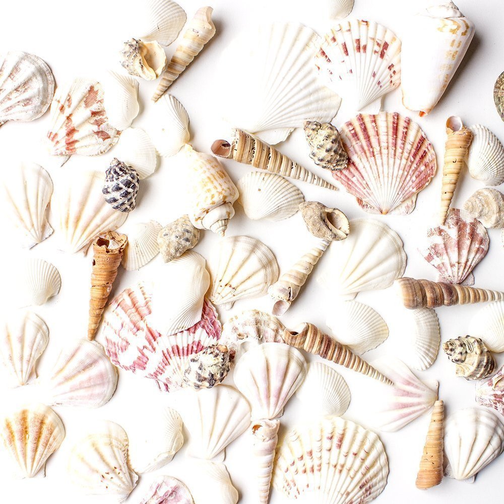 Super Z Outlet Sea Shells Mixed Beach Seashells - Various Sizes up to 2" Shells -Bag of Approx. 50 Seashells
