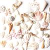 Super Z Outlet Sea Shells Mixed Beach Seashells - Various Sizes up to 2" Shells -Bag of Approx. 50 Seashells view 1