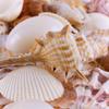 Super Z Outlet Sea Shells Mixed Beach Seashells - Various Sizes up to 2" Shells -Bag of Approx. 50 Seashells view 2