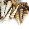 Super Z Outlet Sea Shells Mixed Beach Seashells - Various Sizes up to 2" Shells -Bag of Approx. 50 Seashells view 3