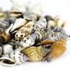 Super Z Outlet Sea Shells Mixed Beach Seashells - Various Sizes up to 2" Shells -Bag of Approx. 50 Seashells view 4