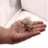RII 12 Rope Doorknobs Nautical Twisted Decorative Cotton, Rustic Rope Knot Drawer Pull and Push, Furniture Handles/Knobs, Cabinets, Wardrobes, Cupboards, Drawer, 1.75 Off White view 4